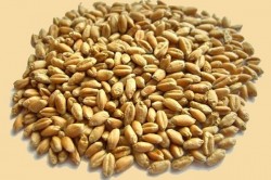 Солод пшеничный Viking Malt