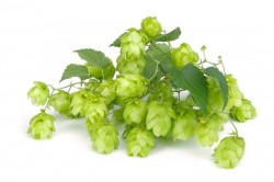 Хмель ароматный Mandarina Bavaria